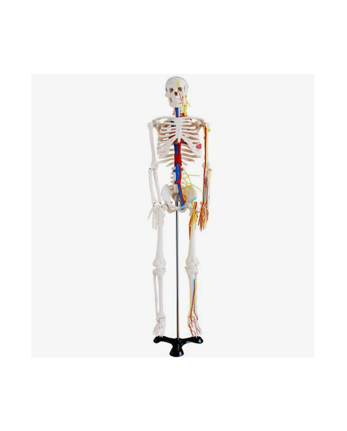 Esqueleto Con Vasos Sanguíneos, 85 Cms