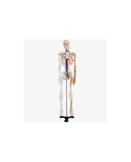 Esqueleto Con Vasos Sanguíneos, 85 Cms