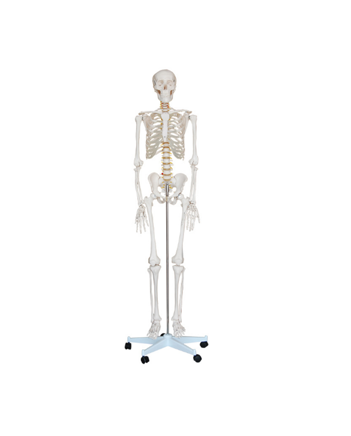 Esqueleto tamano real. 170 cms.