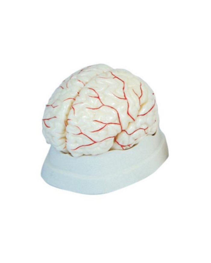 Modelo de cerebro con arterias. 8 partes