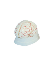 Modelo de cerebro con arterias. 8 partes
