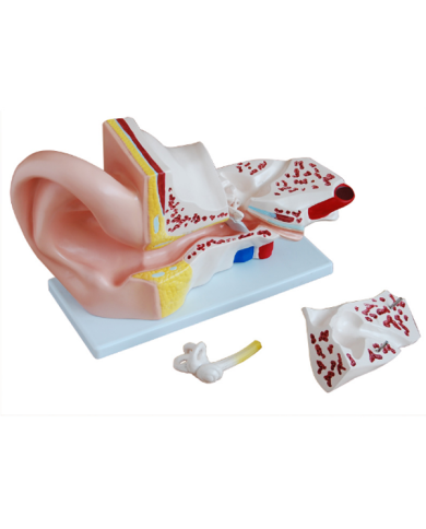 Modelo De Oído Gigante, 4 Partes