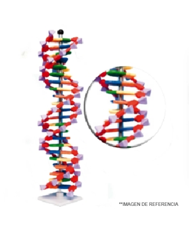 Modelo DNA doble hélice