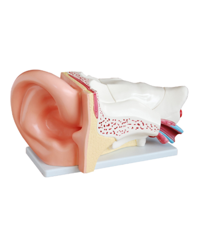 Modelo gigante de oído. 6 partes