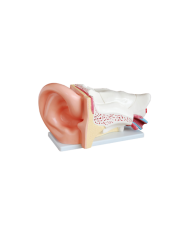 Modelo gigante de oído. 6 partes