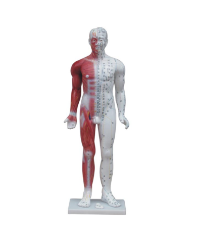 Cuerpo Humano Con Musculos De 84Cm De Alto